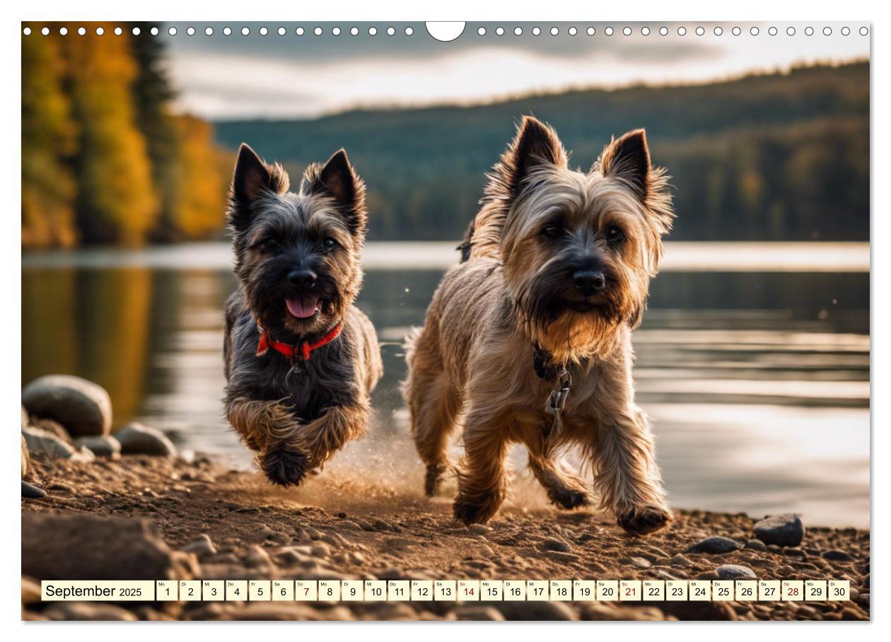 Bild: 9783435419906 | Cairn Terrier - lustiges Raubein aus Schottland (Wandkalender 2025...