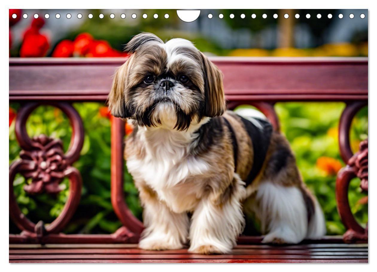 Bild: 9783435639564 | Shih Tzu - der wuschelige Hund aus Tibet (Wandkalender 2025 DIN A4...