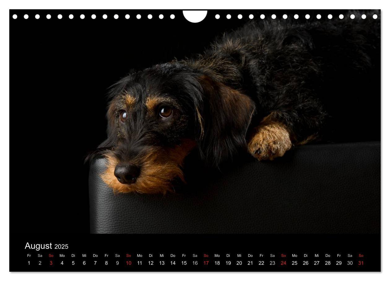 Bild: 9783435742691 | Dogs (Wandkalender 2025 DIN A4 quer), CALVENDO Monatskalender | Noack