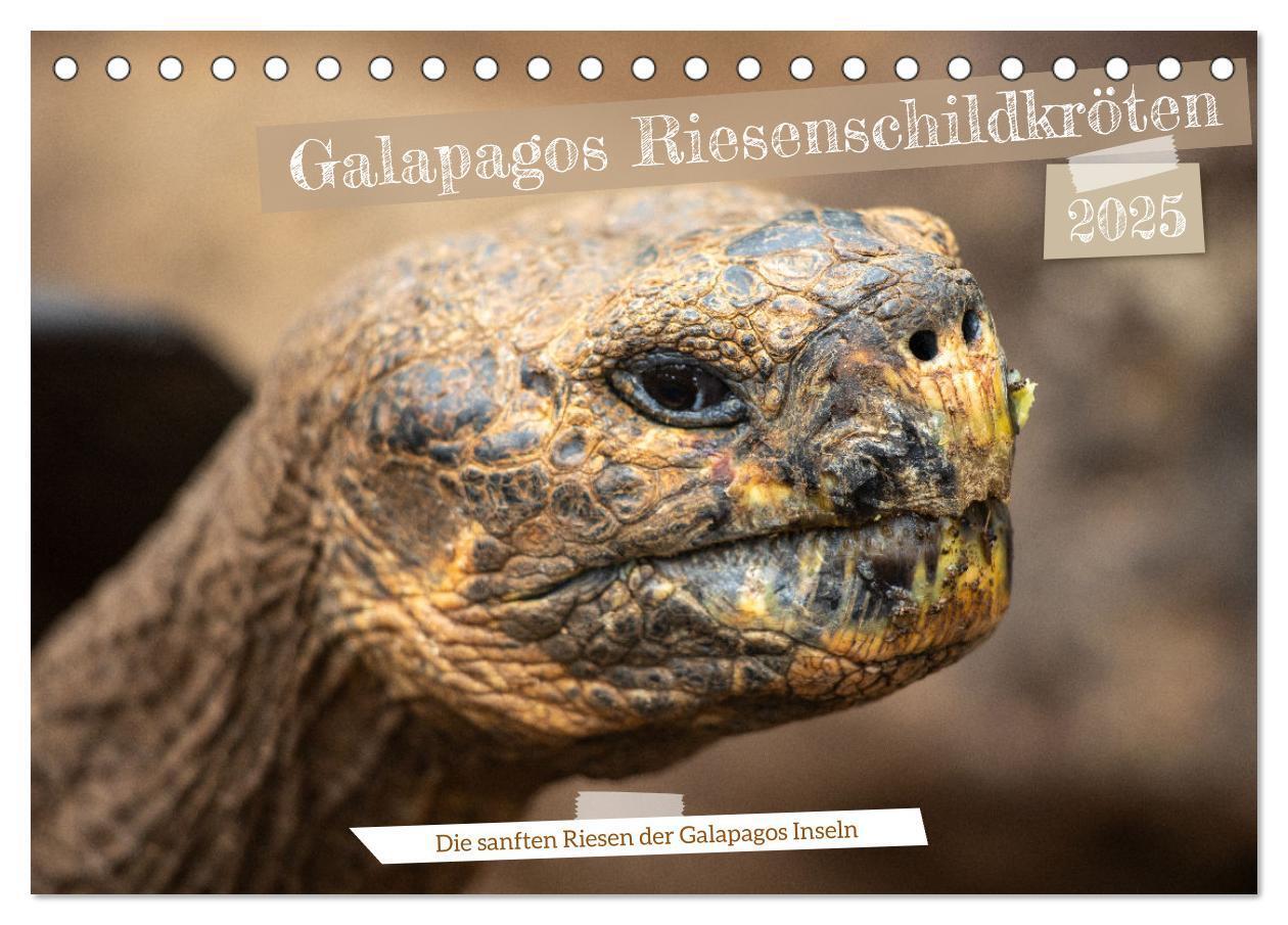 Cover: 9783383883361 | Die Riesenschildkröten der Galapagos Inseln (Tischkalender 2025 DIN...