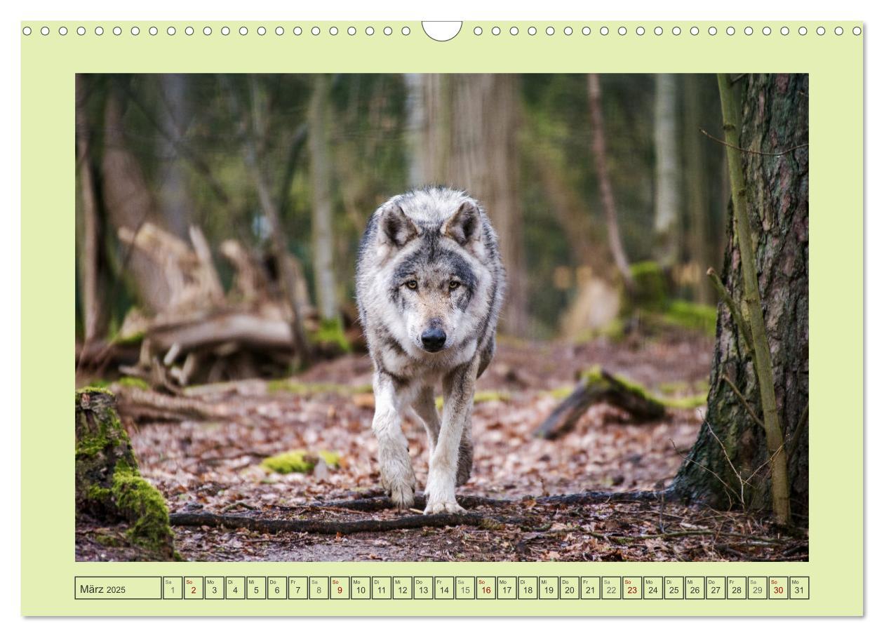 Bild: 9783383972652 | Wolf - wild und schön (Wandkalender 2025 DIN A3 quer), CALVENDO...