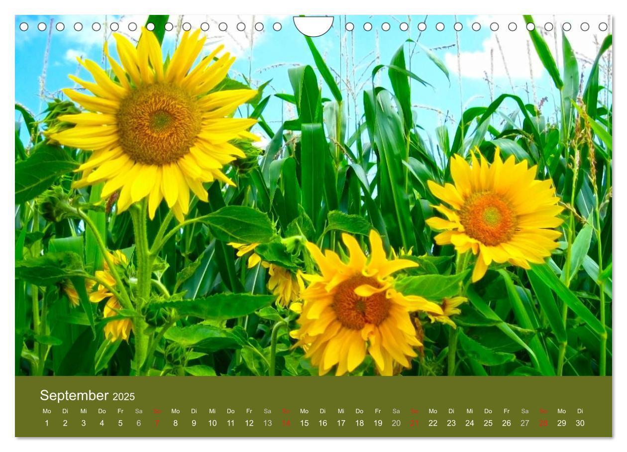 Bild: 9783435800209 | Sonnenblumen - die Blumen der Lebensfreude (Wandkalender 2025 DIN...