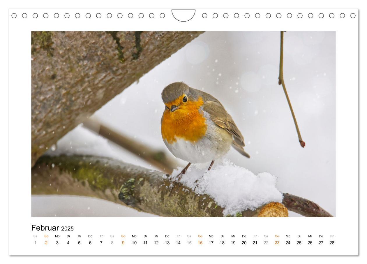 Bild: 9783383915178 | Zauberhafte Rotkehlchen (Wandkalender 2025 DIN A4 quer), CALVENDO...