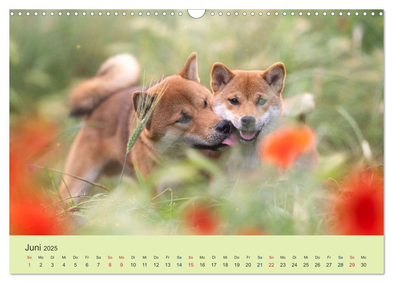 Bild: 9783457234143 | Shiba Inu - mutig, treu, selbstbewusst (Wandkalender 2025 DIN A3...