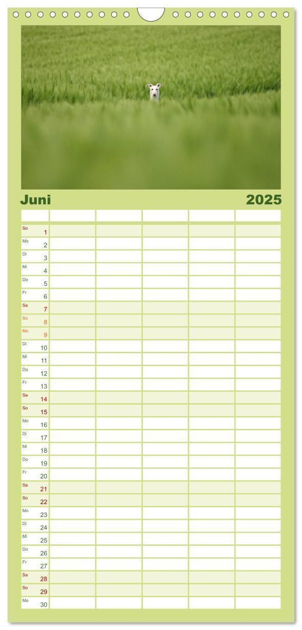 Bild: 9783457112526 | Familienplaner 2025 - Der Windhundekalender mit 5 Spalten...