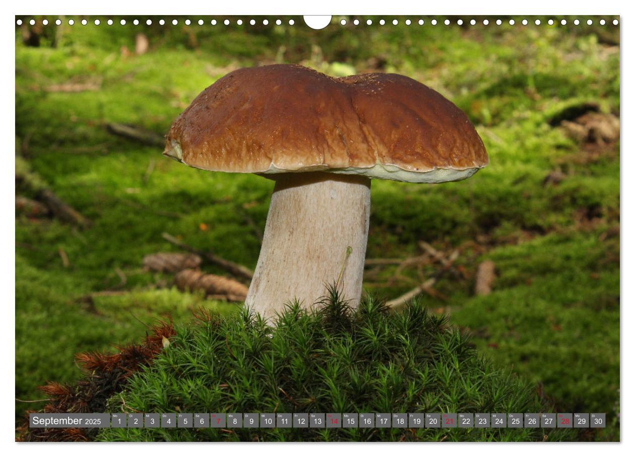 Bild: 9783435078646 | PILZE IM WALD (Wandkalender 2025 DIN A3 quer), CALVENDO Monatskalender