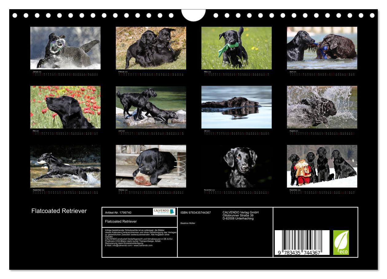 Bild: 9783435744367 | Flatcoated Retriever (Wandkalender 2025 DIN A4 quer), CALVENDO...