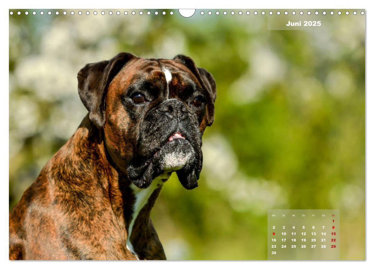 Bild: 9783435179558 | Einmal Boxer - immer Boxer (Wandkalender 2025 DIN A3 quer),...