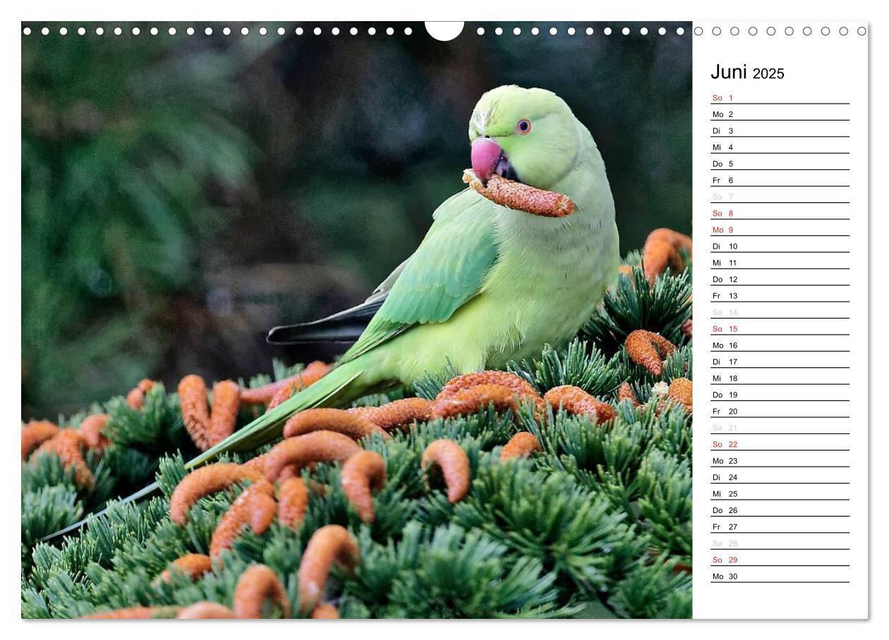 Bild: 9783435544547 | Unsere heimischen Gartenvögel (Wandkalender 2025 DIN A3 quer),...