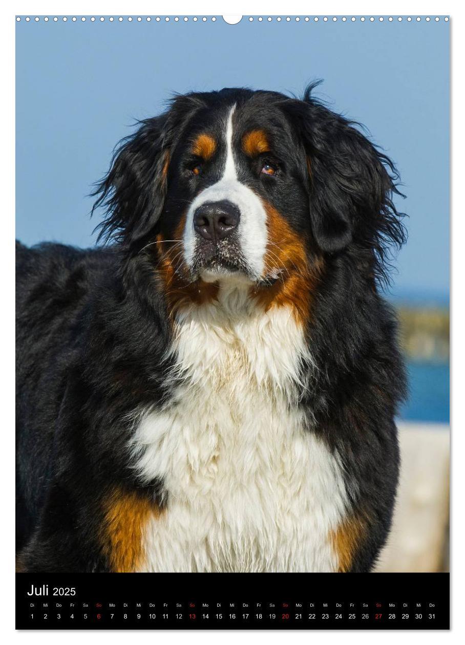 Bild: 9783457068830 | Berner Sennenhund 2025 (Wandkalender 2025 DIN A2 hoch), CALVENDO...