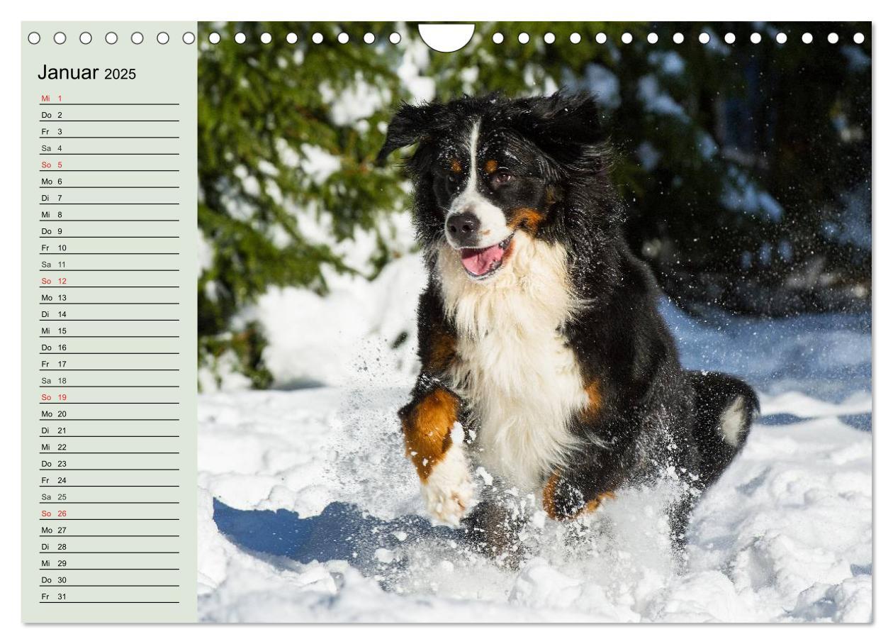 Bild: 9783435545797 | Berner Sennenhunde in Action (Wandkalender 2025 DIN A4 quer),...