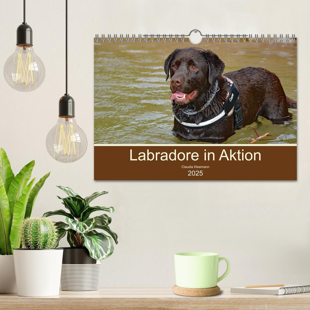 Bild: 9783435048229 | Labradore in Aktion (Wandkalender 2025 DIN A4 quer), CALVENDO...