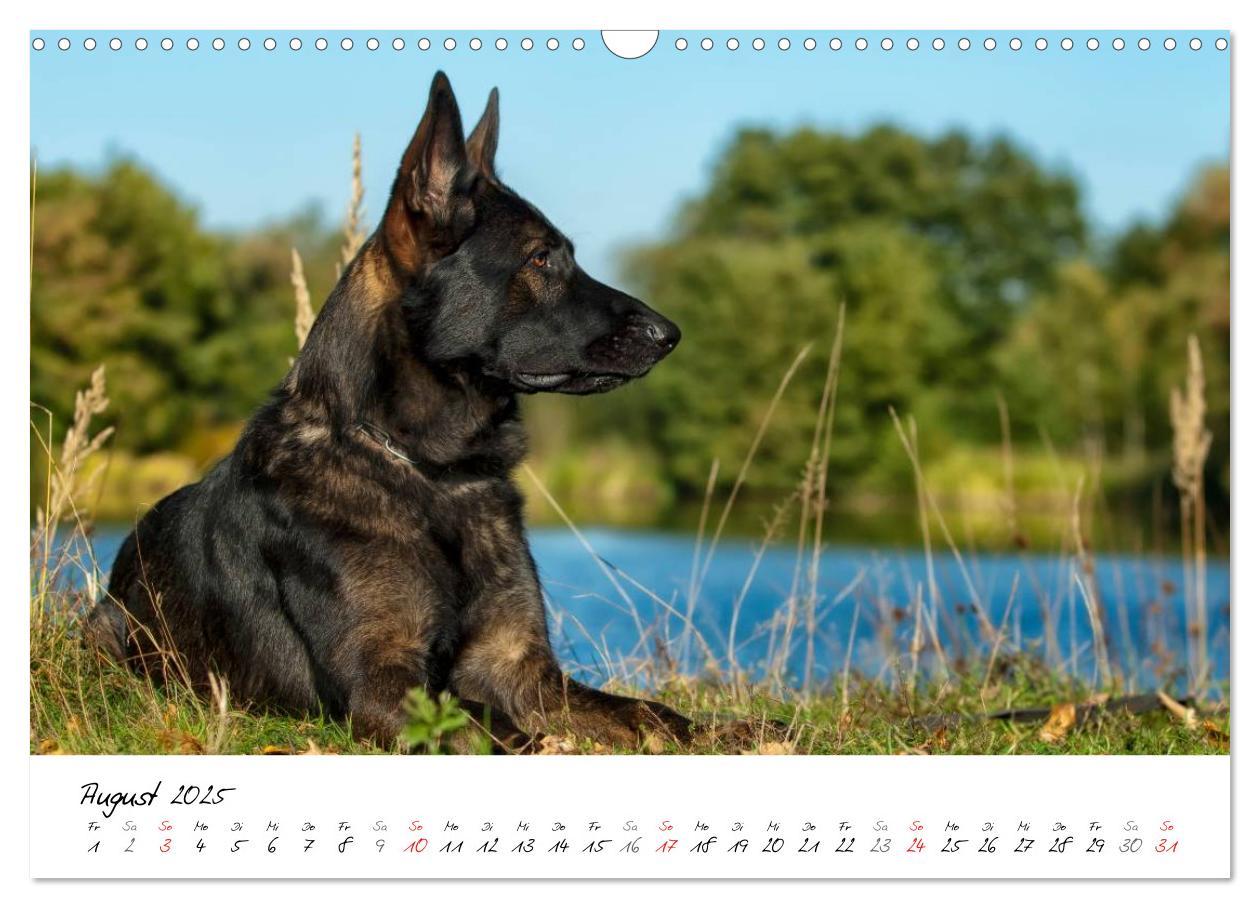 Bild: 9783435713554 | Der graue Deutsche Schäferhund (Wandkalender 2025 DIN A3 quer),...