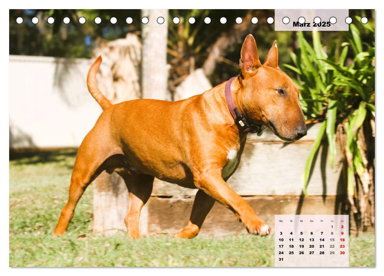 Bild: 9783383946813 | Bullterrier. Freudiges Wesen und Charakter (Tischkalender 2025 DIN...