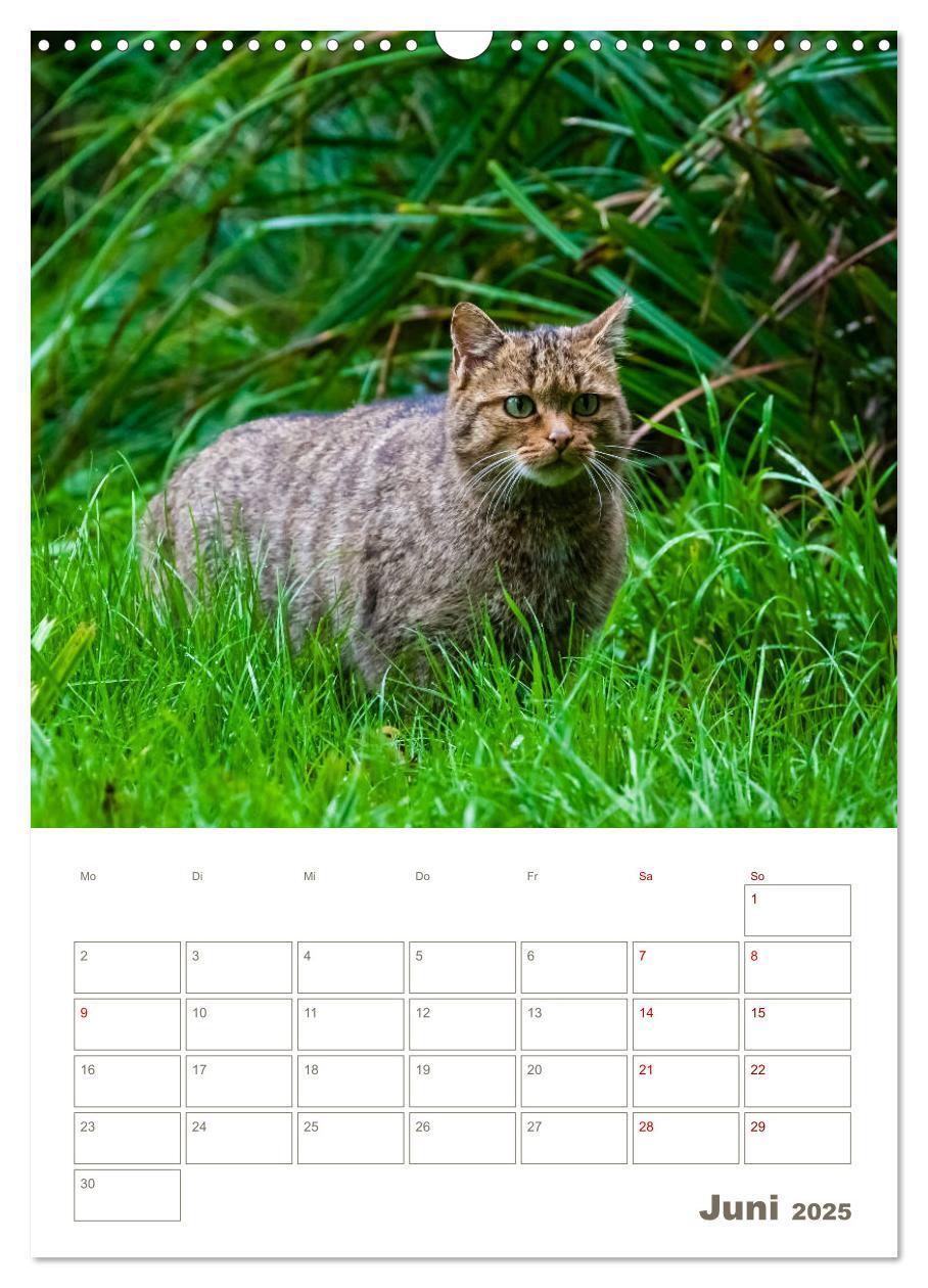 Bild: 9783435982882 | Europäische Wildkatzen - Jahresplaner (Wandkalender 2025 DIN A3...