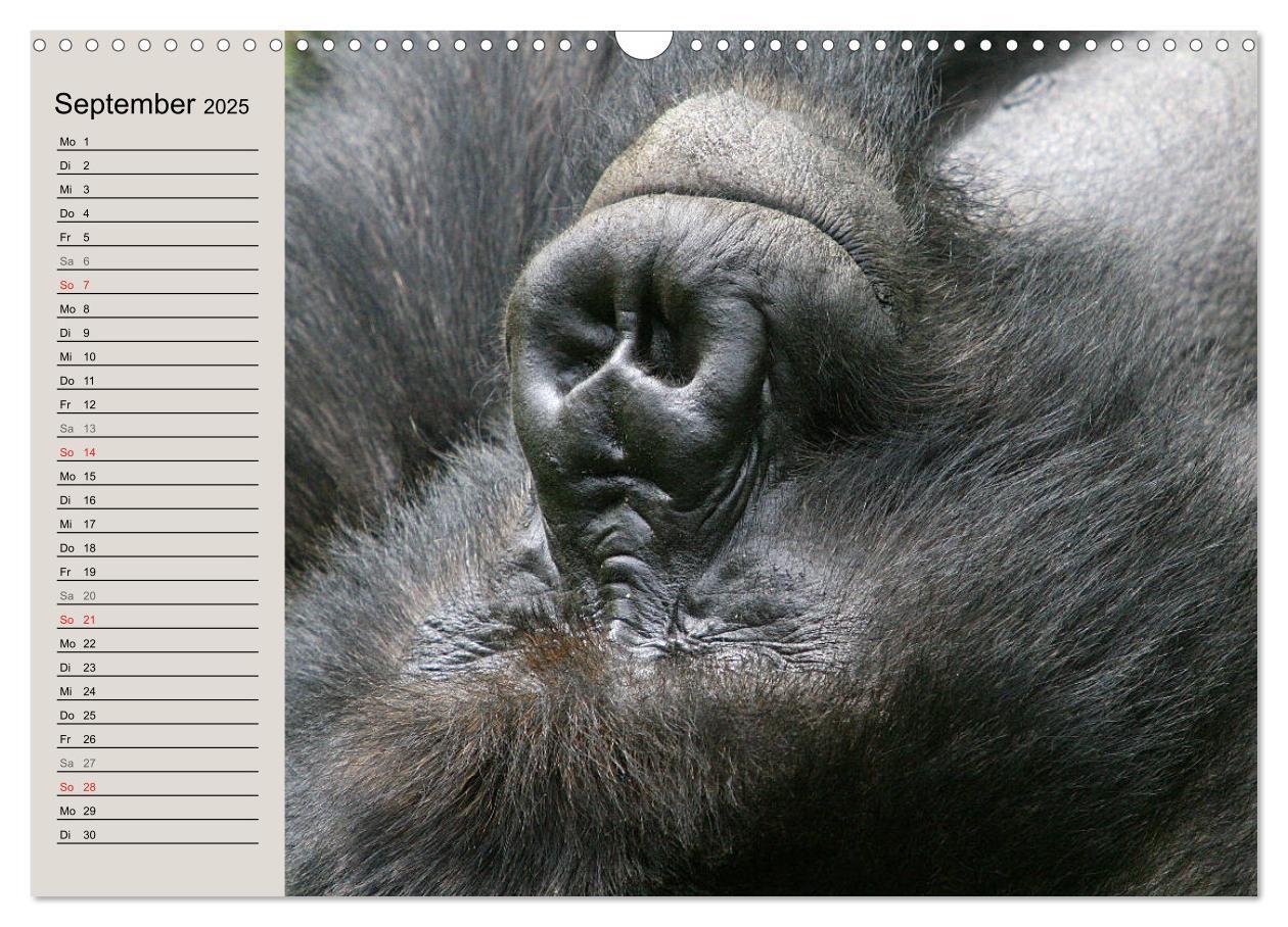 Bild: 9783435524440 | Berggorillas - die sanften Riesen (Wandkalender 2025 DIN A3 quer),...