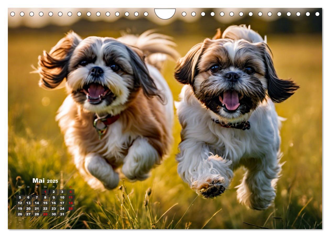 Bild: 9783435639564 | Shih Tzu - der wuschelige Hund aus Tibet (Wandkalender 2025 DIN A4...