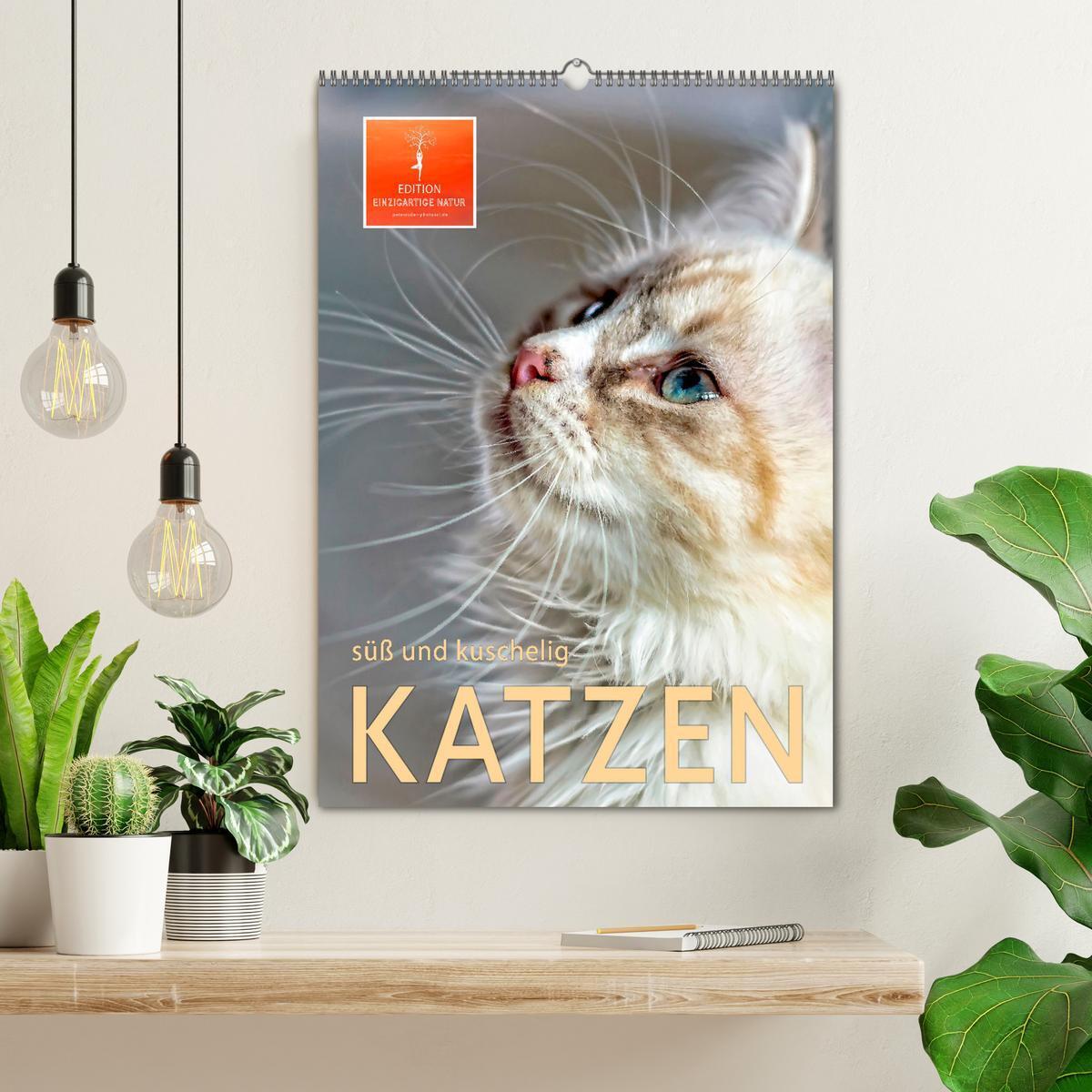 Bild: 9783435928057 | Katzen - süß und kuschelig (Wandkalender 2025 DIN A2 hoch),...