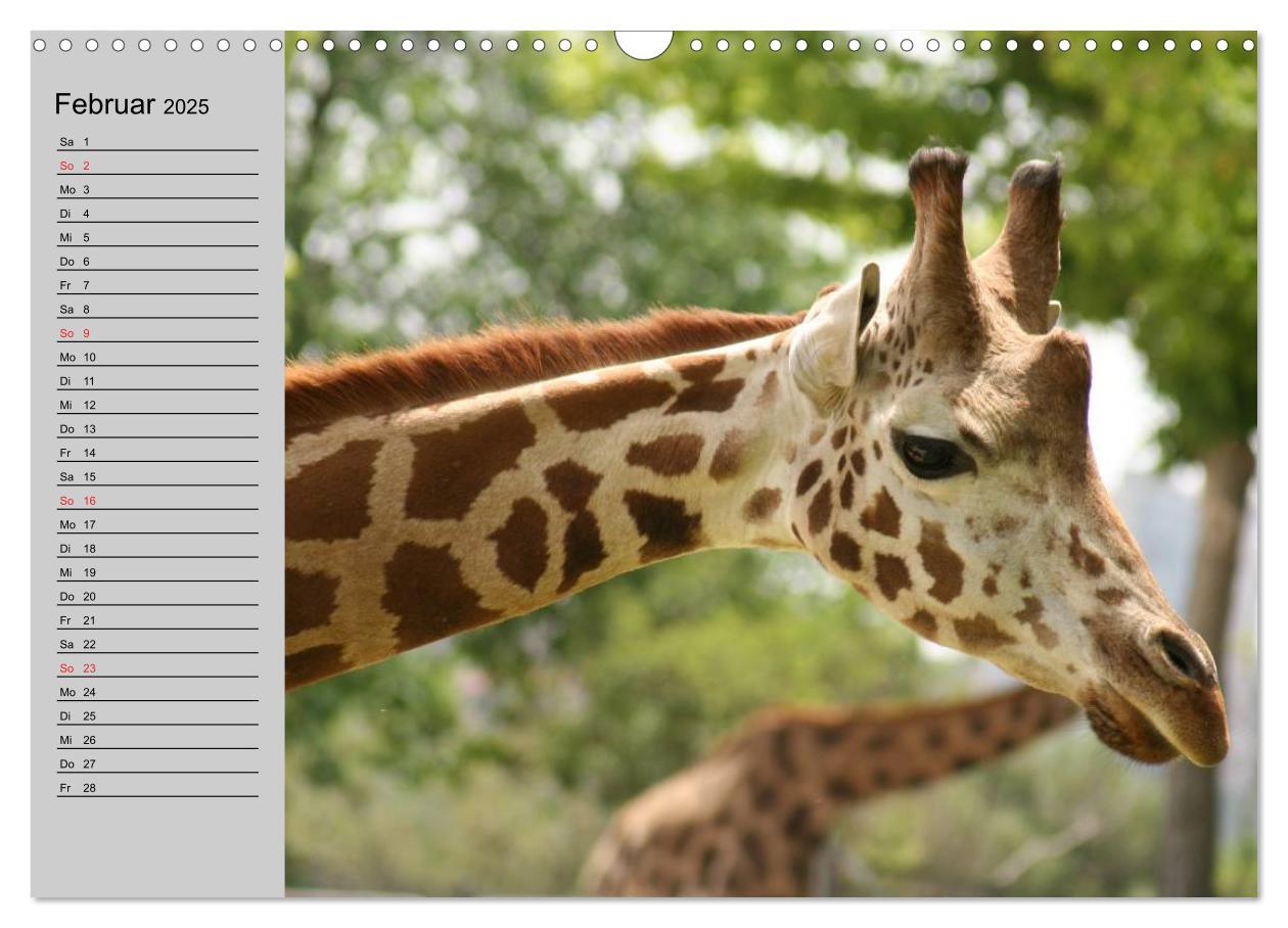 Bild: 9783435534968 | Giraffen. Dem Himmel so nah (Wandkalender 2025 DIN A3 quer),...