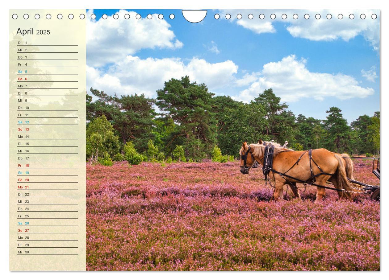 Bild: 9783435091973 | Die Heideblüte (Wandkalender 2025 DIN A4 quer), CALVENDO...