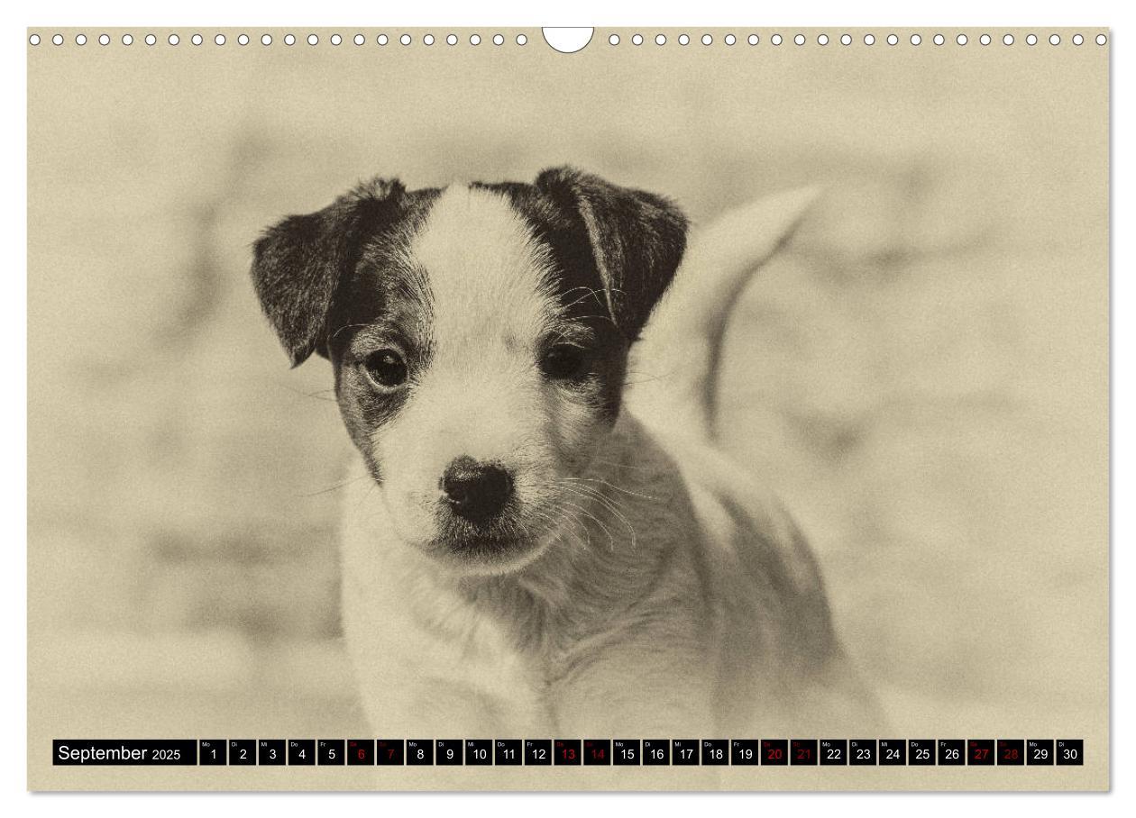 Bild: 9783435400539 | Parson Jack Russel Welpen (Wandkalender 2025 DIN A3 quer), CALVENDO...