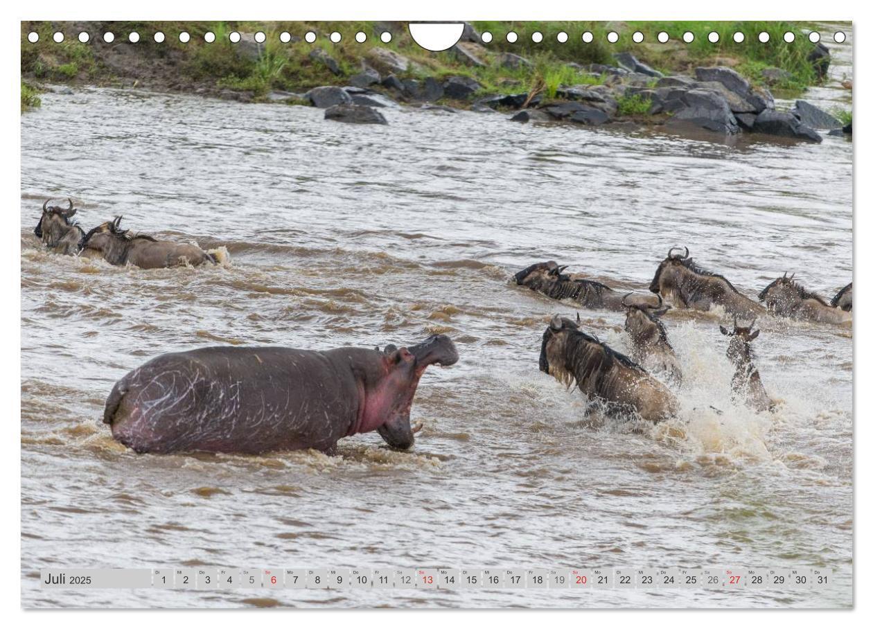 Bild: 9783435736560 | Emotionale Momente. Happy Hippo / CH-Version (Wandkalender 2025 DIN...