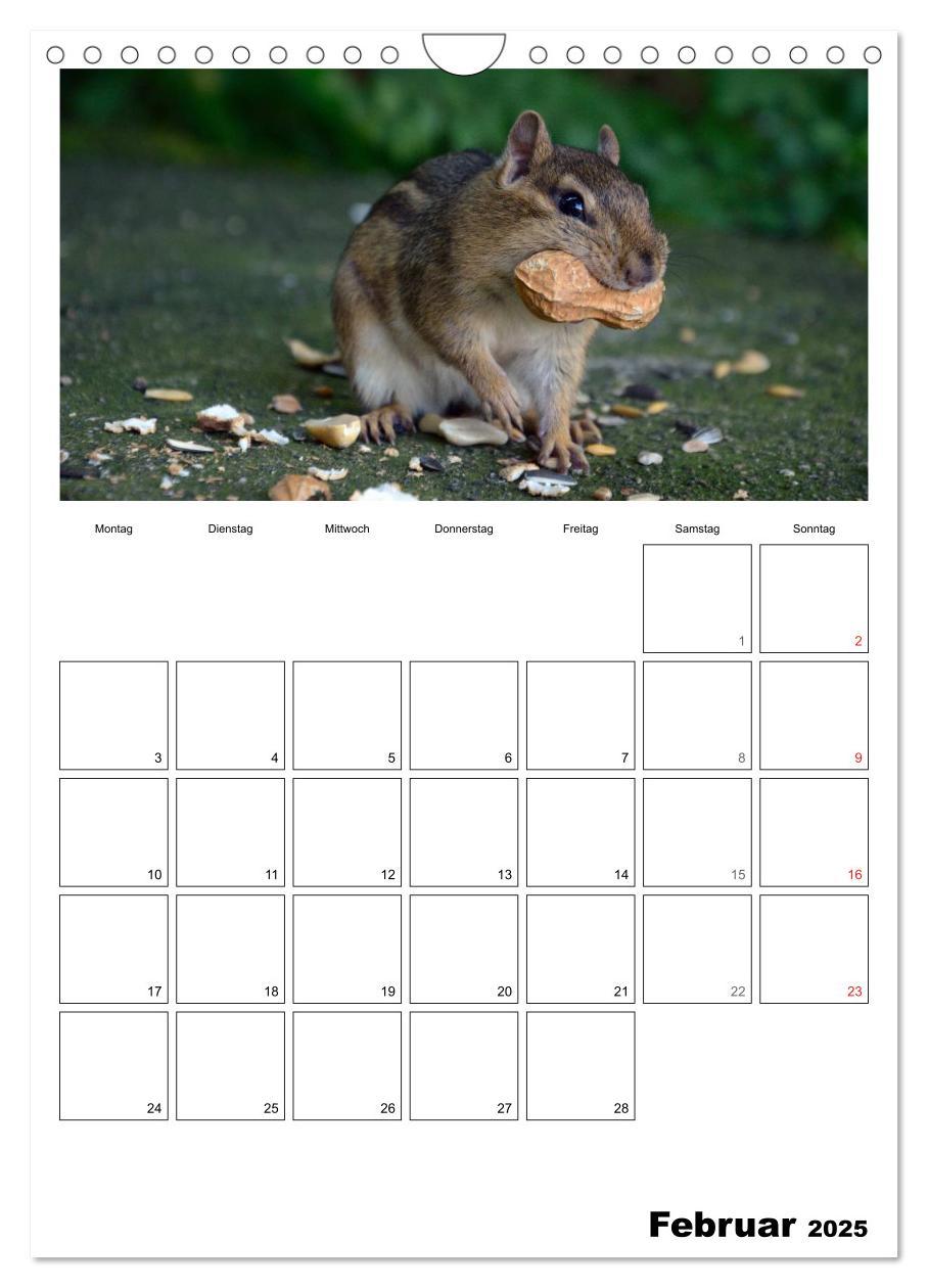 Bild: 9783457026670 | Streifenhörnchen - neugierige Nager (Wandkalender 2025 DIN A4...