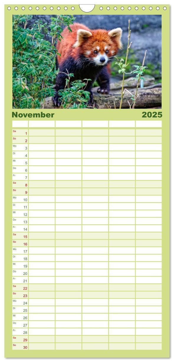 Bild: 9783457117071 | Familienplaner 2025 - Kleiner Panda mit 5 Spalten (Wandkalender, 21...