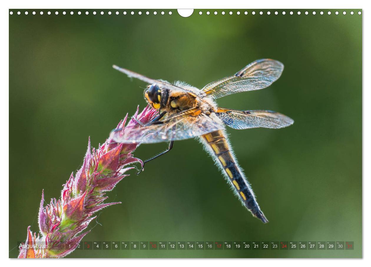 Bild: 9783435717552 | Libellen - Fliegende Edelsteine (Wandkalender 2025 DIN A3 quer),...