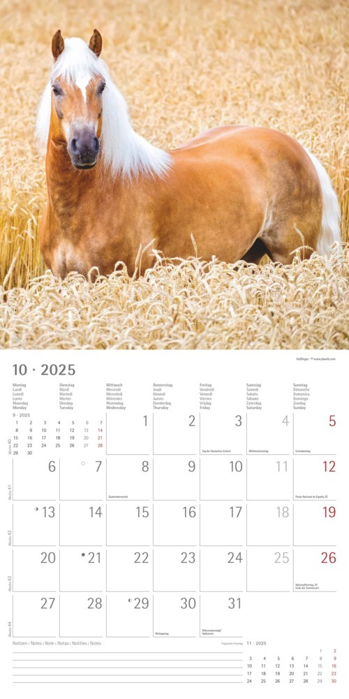 Bild: 4251732340704 | Alpha Edition - Pferde 2025 Broschürenkalender, 30x30cm,...