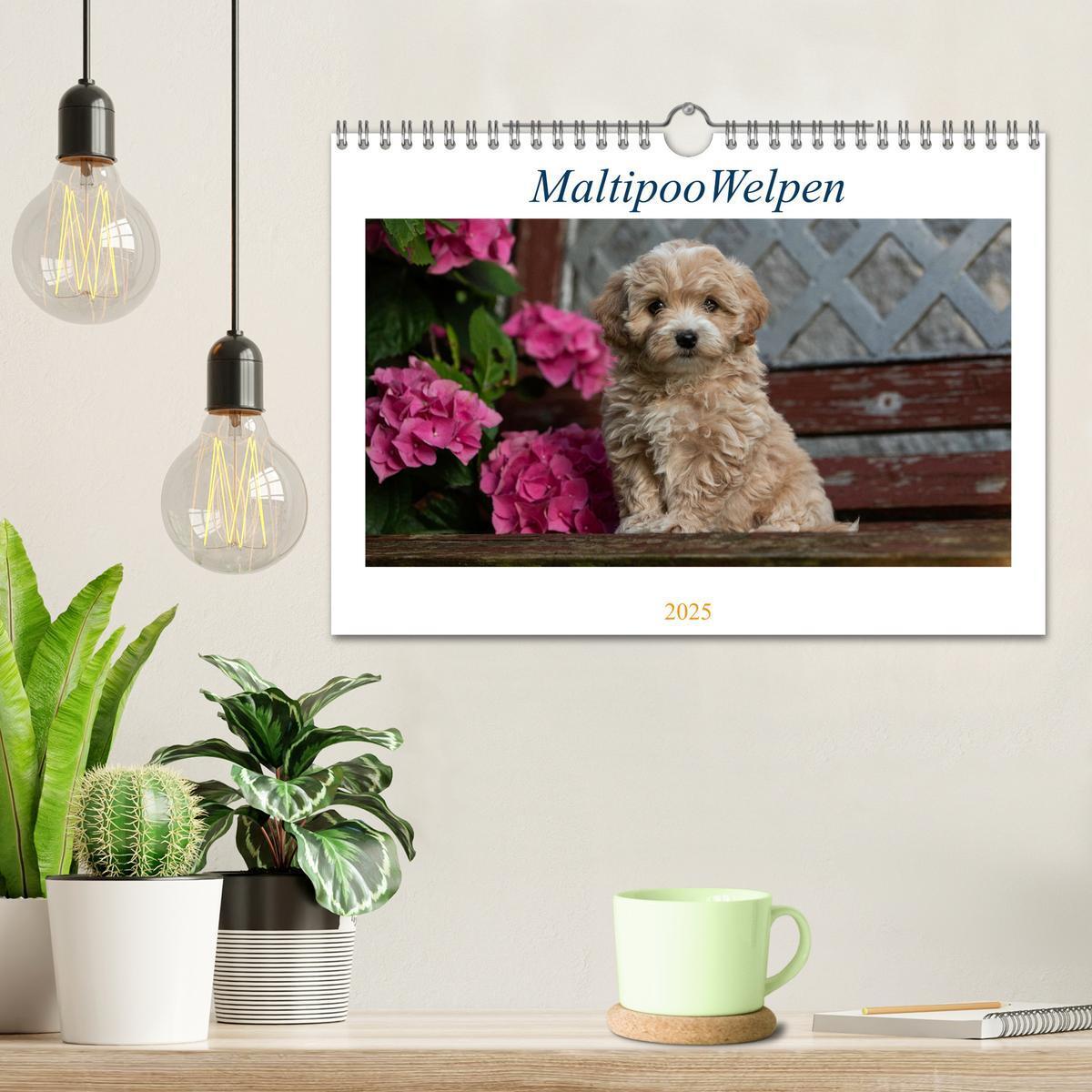 Bild: 9783435038350 | Maltipoo Welpen (Wandkalender 2025 DIN A4 quer), CALVENDO...