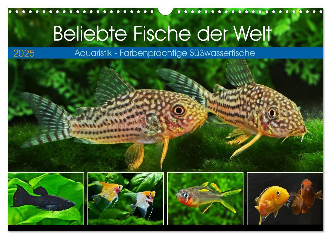 Cover: 9783383905407 | Beliebte Fische der Welt (Wandkalender 2025 DIN A3 quer), CALVENDO...