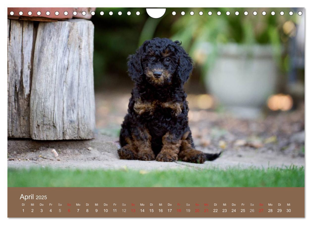 Bild: 9783435743131 | Pudel (Wandkalender 2025 DIN A4 quer), CALVENDO Monatskalender | Noack