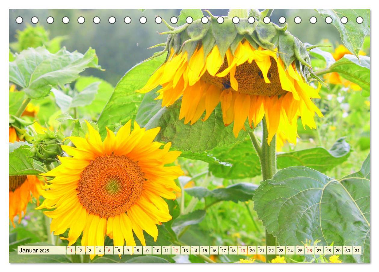 Bild: 9783435191826 | Sonnenblumen. Das Strahlen des Sommers (Tischkalender 2025 DIN A5...