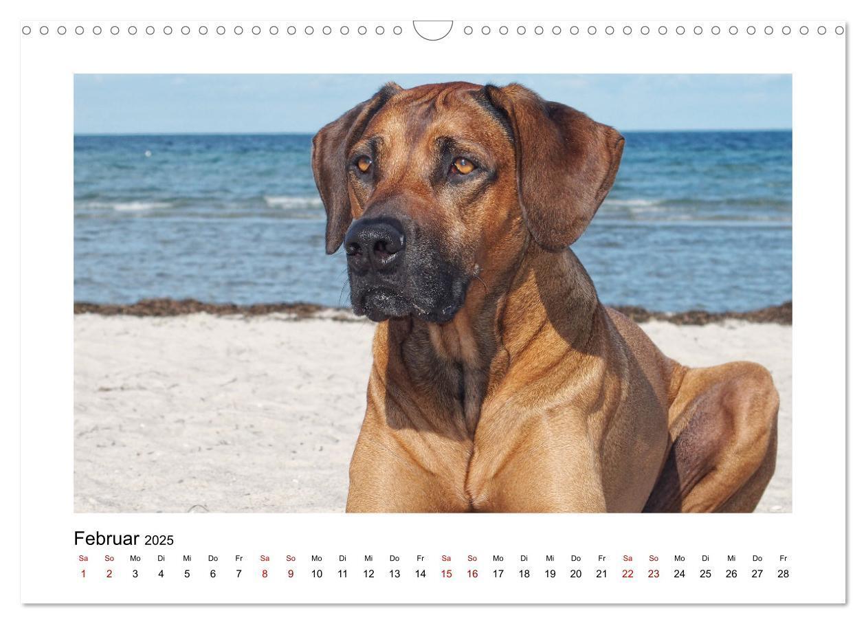 Bild: 9783383987601 | Rhodesian Ridgeback - Charmanter Dickkopf aus Afrika (Wandkalender...