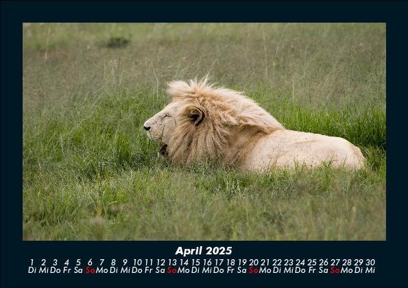 Bild: 9783755988403 | Löwen in der Wildnis 2025 Fotokalender DIN A5 | Tobias Becker | 2025