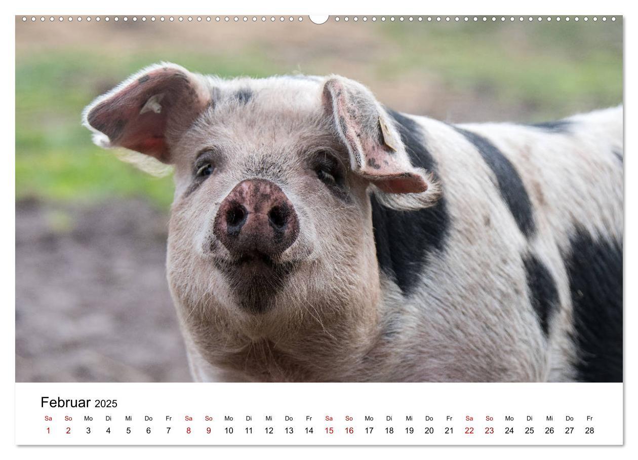 Bild: 9783435348459 | Alte Nutztierrassen 2025 (hochwertiger Premium Wandkalender 2025...