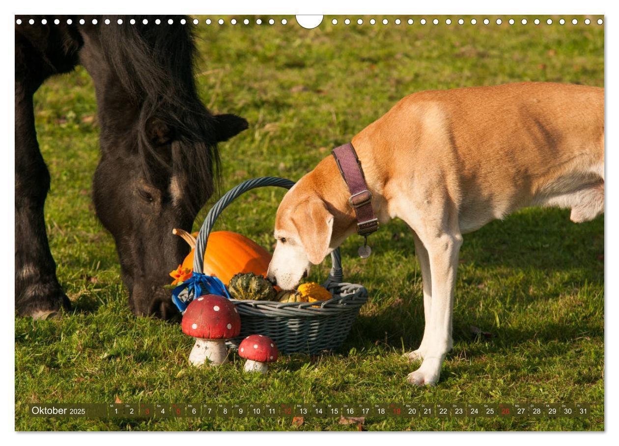 Bild: 9783435274499 | Pferd und Hund - Vierbeinige Freunde (Wandkalender 2025 DIN A3...