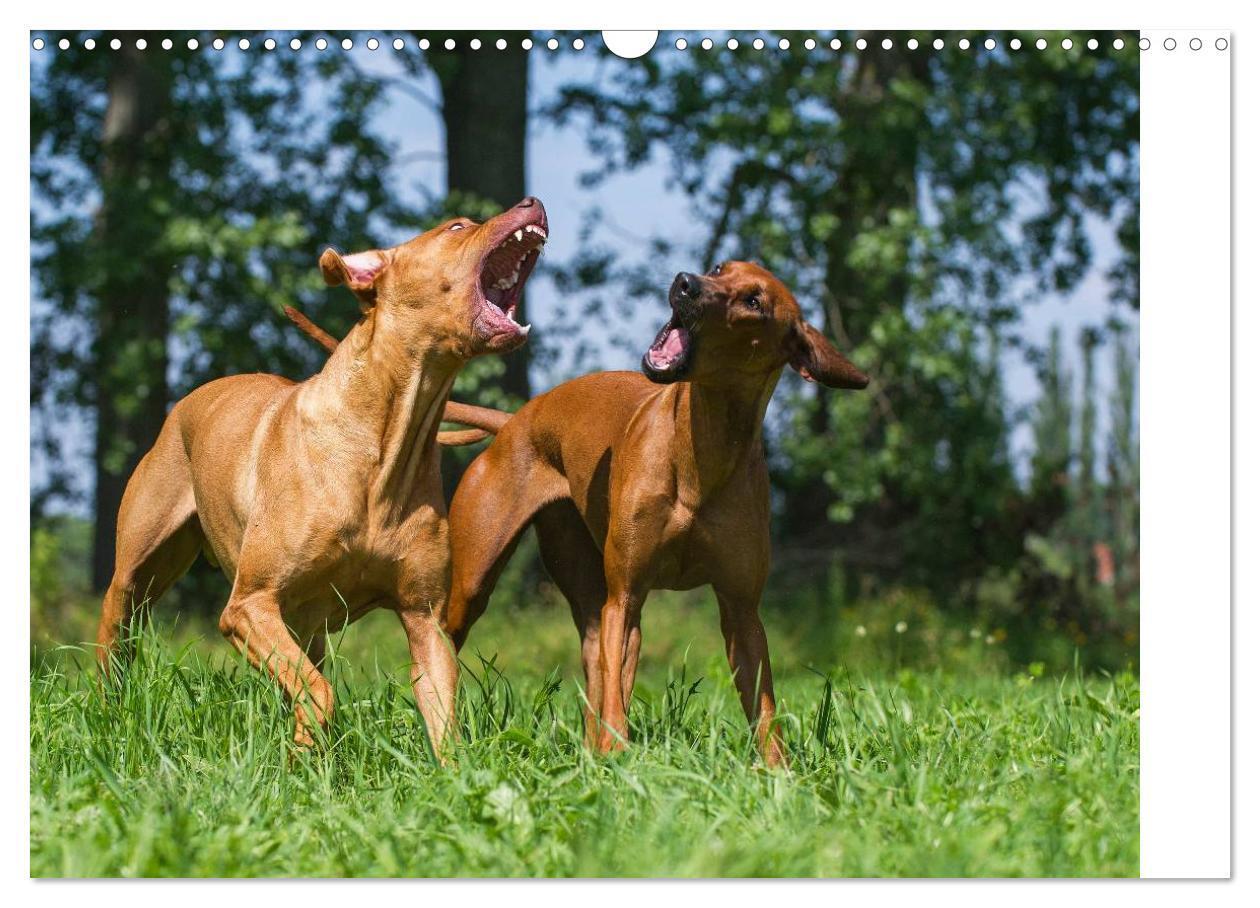 Bild: 9783435540990 | Rhodesian Ridgeback 2025 (Wandkalender 2025 DIN A3 quer), CALVENDO...