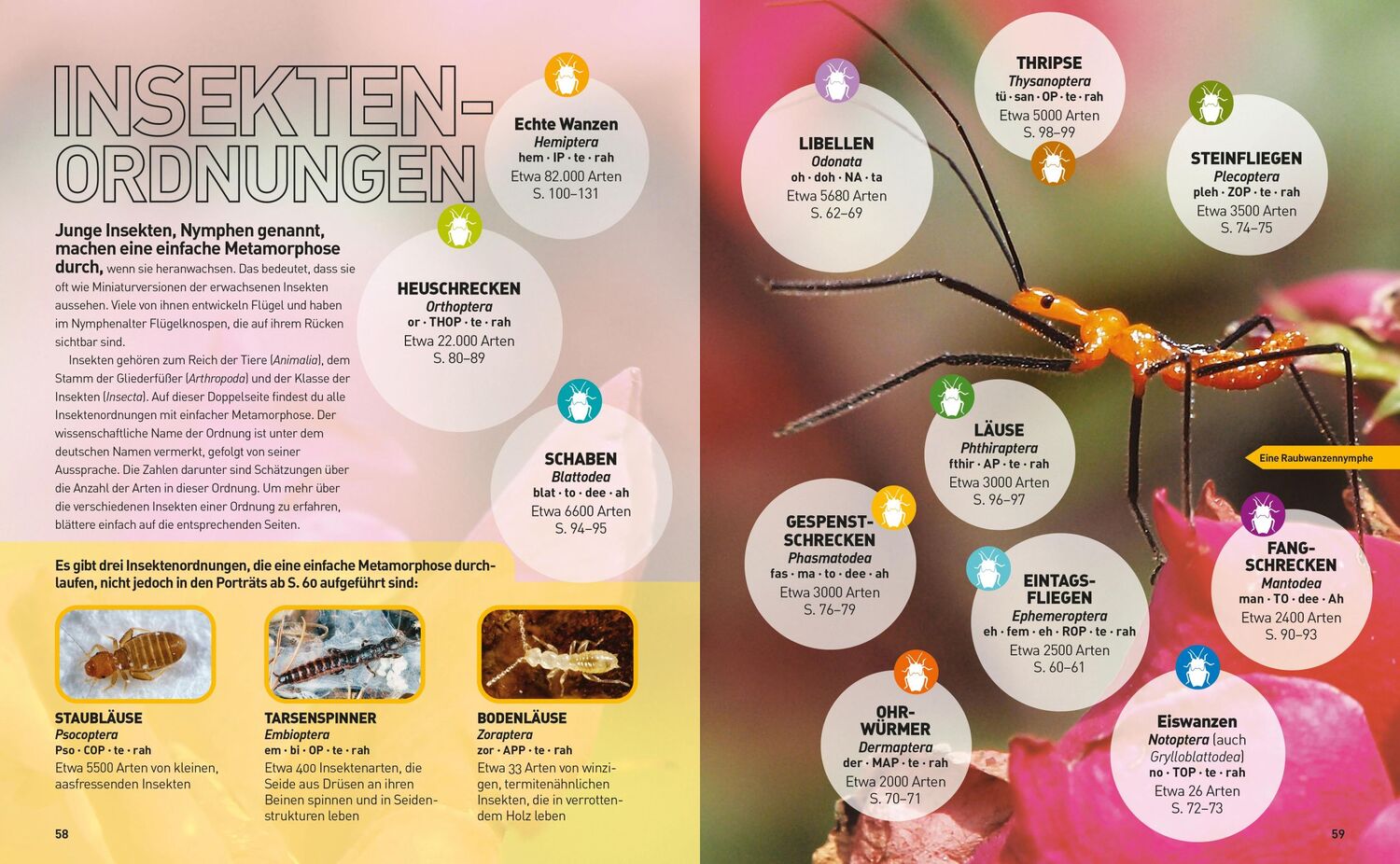 Bild: 9788863125436 | Insekten-Enzyklopädie: Die Wunderwelt von Käfer &amp; Co. | Buch | 272 S.