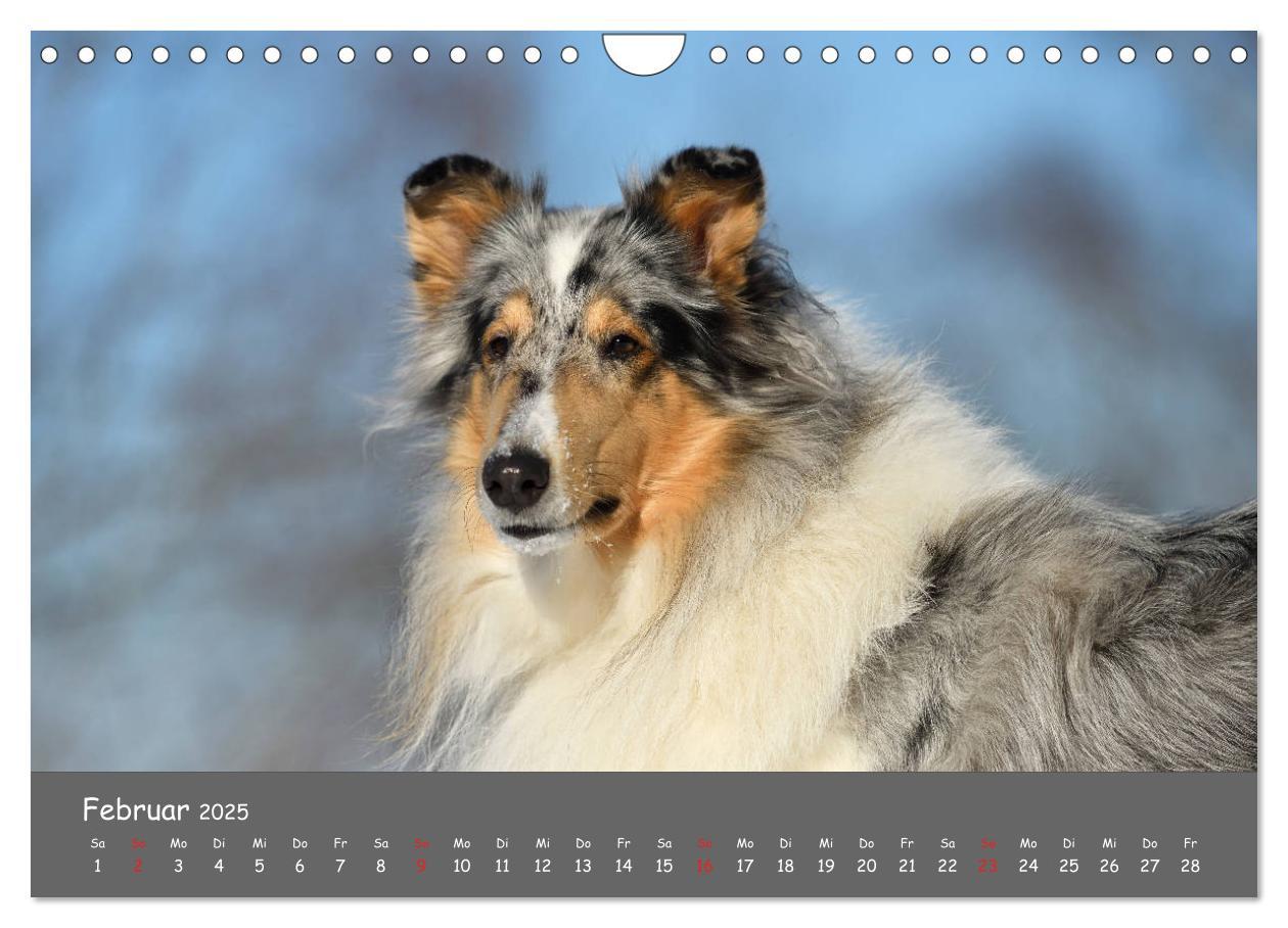 Bild: 9783435314522 | Einmal Collie - immer Collie (Wandkalender 2025 DIN A4 quer),...