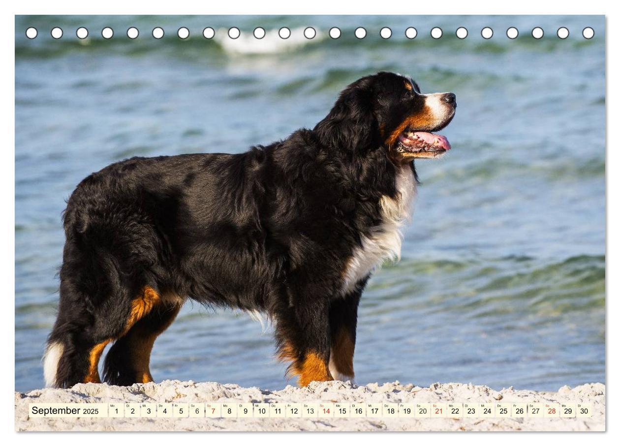 Bild: 9783435515783 | Berner Sennenhunde am Strand (Tischkalender 2025 DIN A5 quer),...