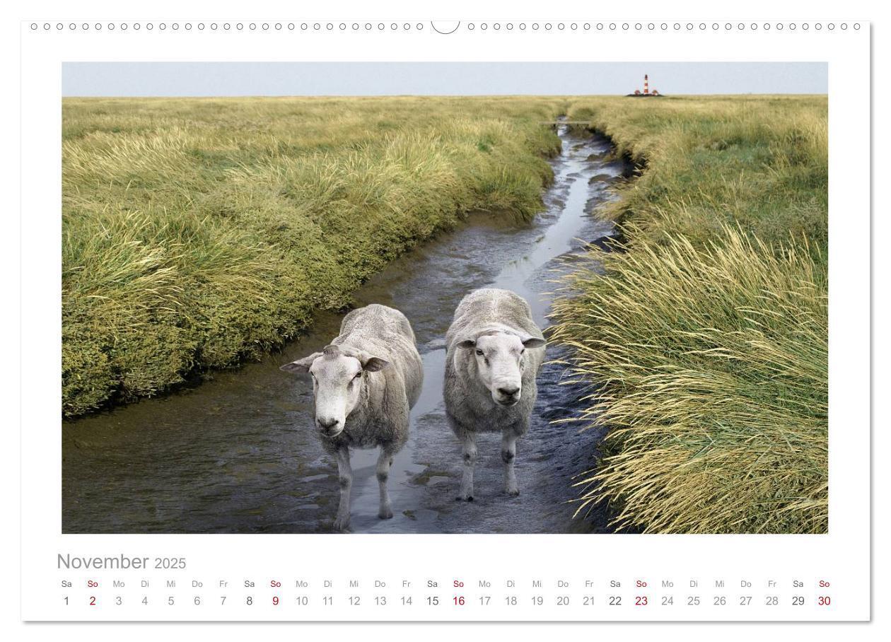 Bild: 9783435644520 | Nordsee Schafe (Wandkalender 2025 DIN A2 quer), CALVENDO...