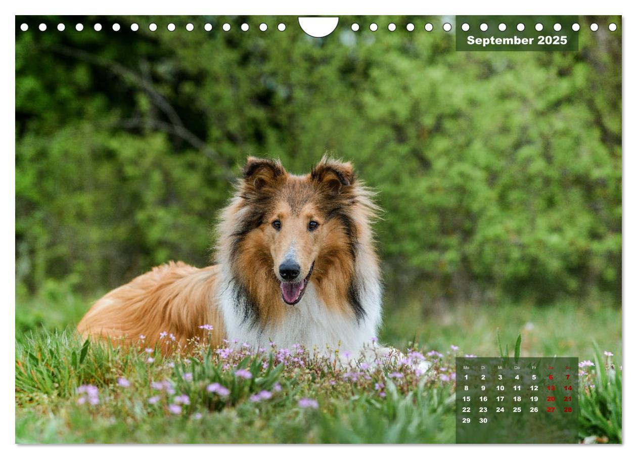 Bild: 9783435110919 | Typisch Collie (Wandkalender 2025 DIN A4 quer), CALVENDO...