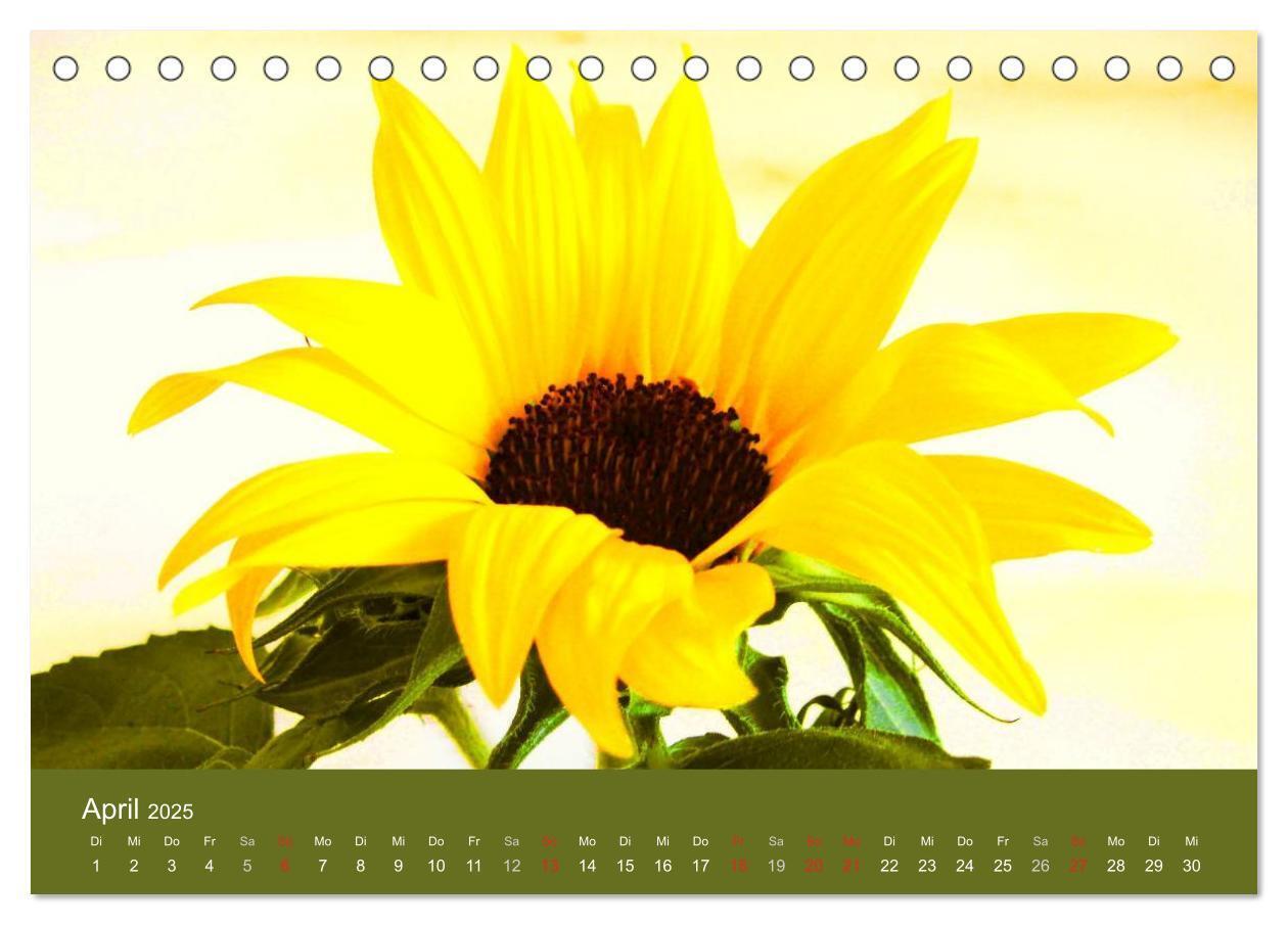 Bild: 9783435798957 | Sonnenblumen - die Blumen der Lebensfreude (Tischkalender 2025 DIN...