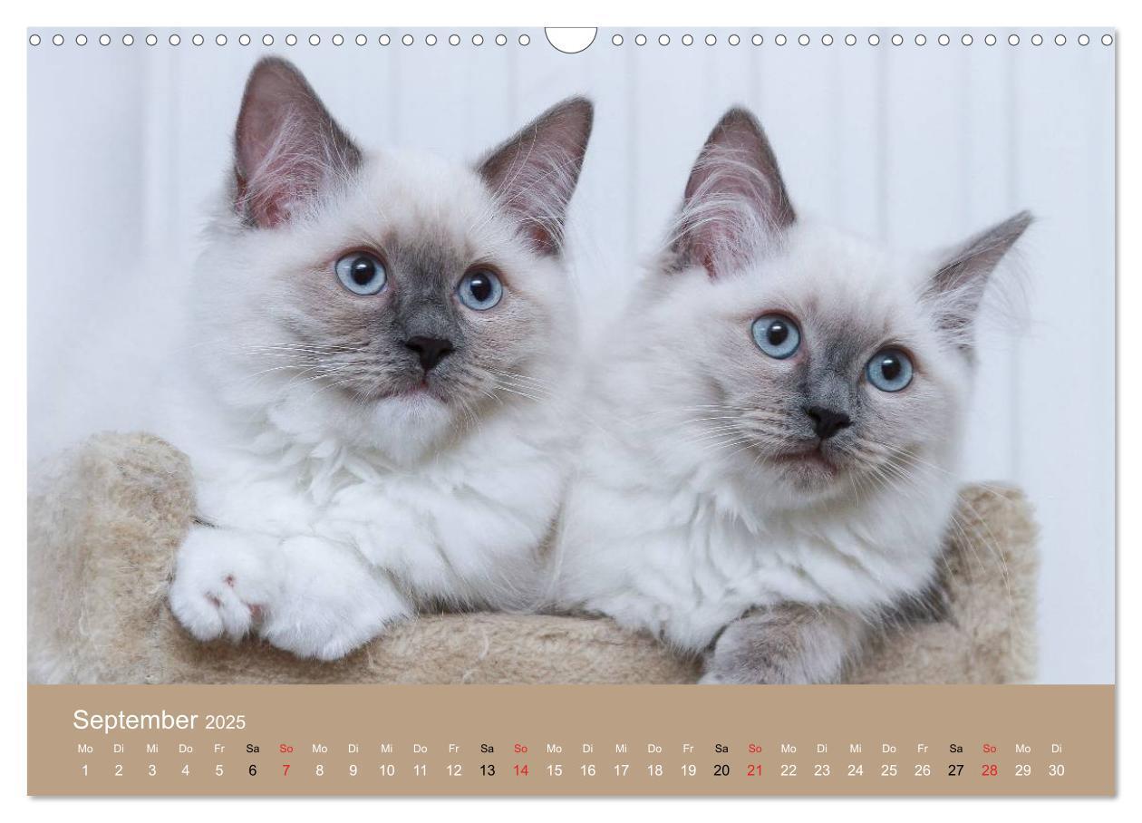 Bild: 9783435491858 | Verliebt in Ragdolls ... die sanfte Katzenrasse (Wandkalender 2025...