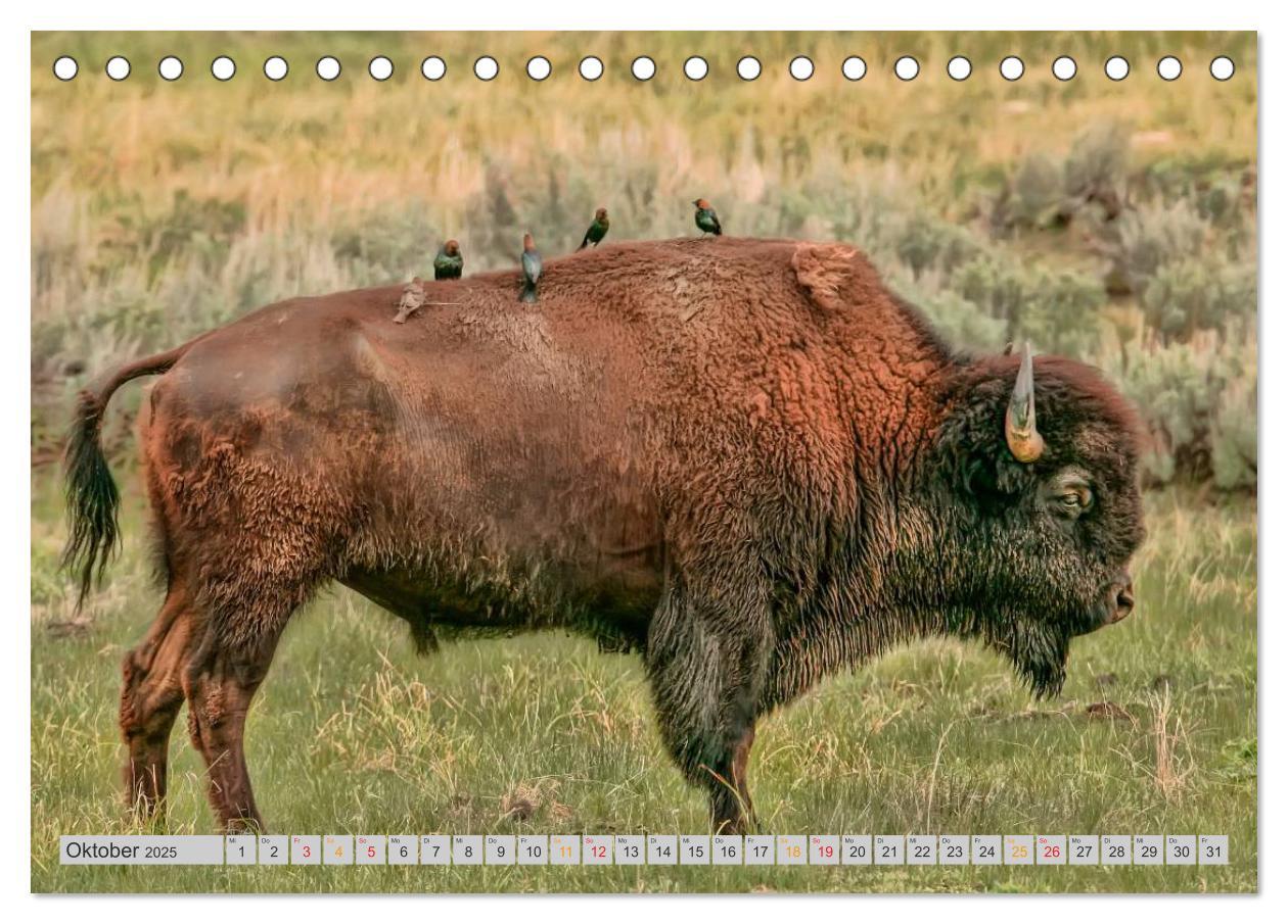 Bild: 9783435579242 | Bison und Wisent - Riesen mit unbändiger Kraft (Tischkalender 2025...