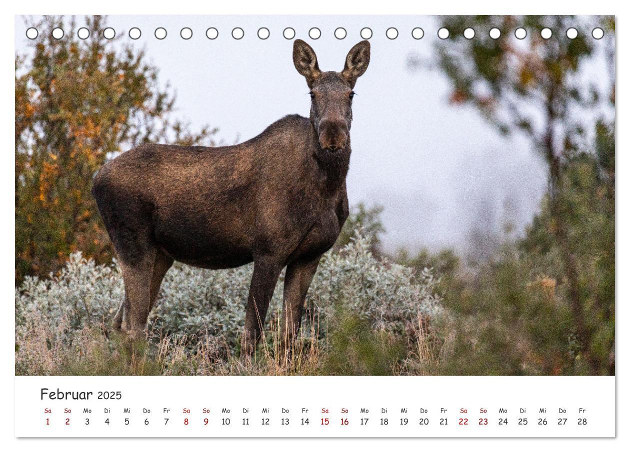 Bild: 9783383947124 | Der Elch - König der skandinavischen Wälder (Tischkalender 2025 DIN...