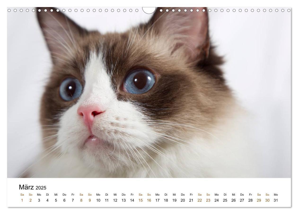 Bild: 9783435753901 | Ragdolls (Wandkalender 2025 DIN A3 quer), CALVENDO Monatskalender