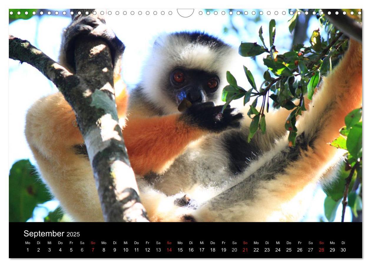 Bild: 9783435483587 | Abenteuer Madagaskar (Wandkalender 2025 DIN A3 quer), CALVENDO...